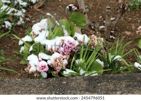 Snow covered Bergenia or Elephant eared saxifrage or Elephants ears rhizomatous evergreen perennial flowering plants with dense bunch of open blooming and partially dried and shriveled small pink flow Royalty-Free Stock Photo #2454796051