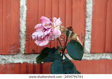 Light pink rose with shriveled petals next to rose without petals on top of two stems with thick leathery dark green leaves growing in front of red brick family house wall on warm sunny summer day Royalty-Free Stock Photo #2454796761
