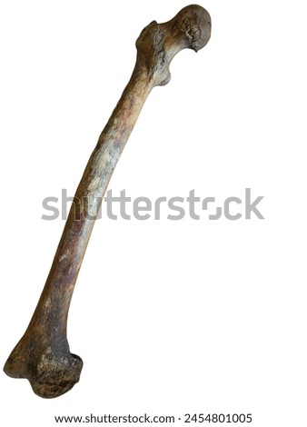 Isolated image of anterior surface of Real Femur Bone, the longest and strongest Bone in the human body in a white background. Medicolegal significance in Height Determination. Skeletal system  Royalty-Free Stock Photo #2454801005