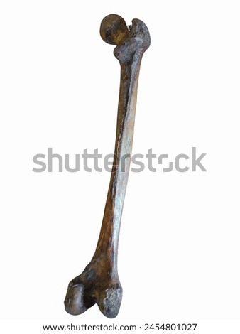 Isolated image of posterior surface of  Real Femur Bone the longest and strongest Bone in the human body in a white background. Medicolegal significance in Height Determination. Skeletal system  Royalty-Free Stock Photo #2454801027