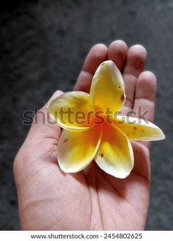 frangipani, or semboja is a group of plants in the genus Plumeria. The shape is a small tree with sparse but thick leaves. The fragrant flowers are very distinctive, with a white to purplish red crown Royalty-Free Stock Photo #2454802625