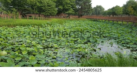 a picture of lotus garden 
