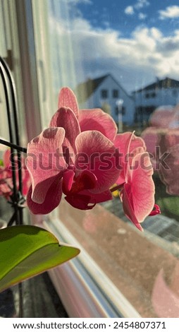 Picture of Moth Orchid with purple color, beautiful big petals