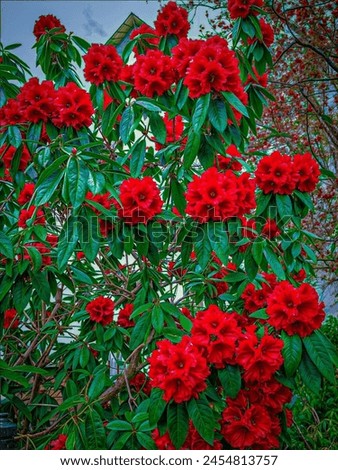 Beautiful Red Rose Picture Red Flower picture Red Gulab Picture Hanging on Tree 