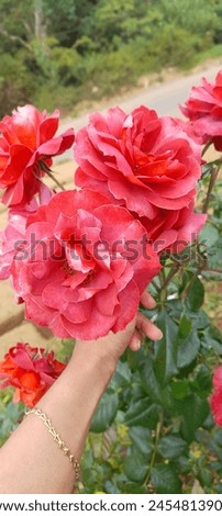Red roses are not only a symbol of love, they are a beautiful sight that awakens the heart. Royalty-Free Stock Photo #2454813909
