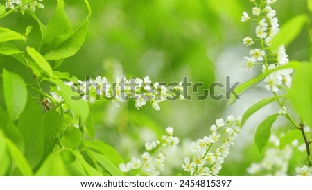 Hackberry or hagberry and prunus padus or mayday tree. Flowering plant in rose family. Slow motion. Royalty-Free Stock Photo #2454815397
