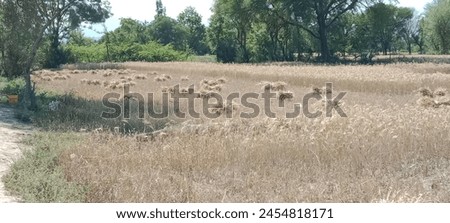 Cutted wheat plant field or cropped wheat plant landscape or cropped Triticum aestivum plant field  Royalty-Free Stock Photo #2454818171