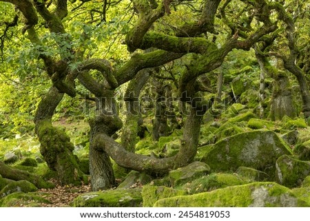 Twisted, moss covered boughs forming a natural frame at Padley Gorge, Derbyshire Royalty-Free Stock Photo #2454819053