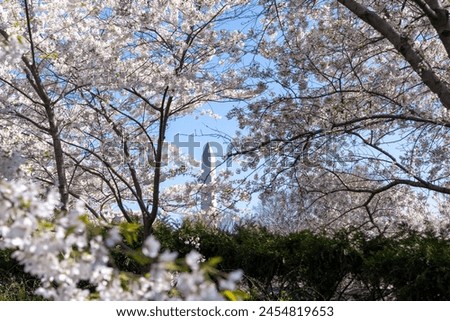 Washington Monument and cherry blossoms in the spring in DC USA