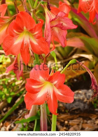 A closeup or Macro Photo of an Amaryllis Flower or Hippeastrum striatum I created in Kissimmee, on February 16, 2024. The Hippeastrum striatum is commonly known as the striped Barbados lily. 