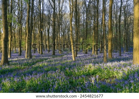 Woodland forest with Bluebell carpet. Spring season in England Royalty-Free Stock Photo #2454821677