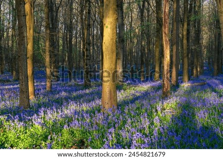 Woodland forest with Bluebell carpet. Spring season in England Royalty-Free Stock Photo #2454821679