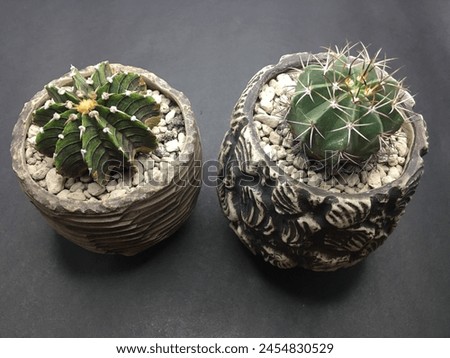 Gymnocalycium LB 2178 and Melocactus Curvispinus cactus in pots, close up and black background photo