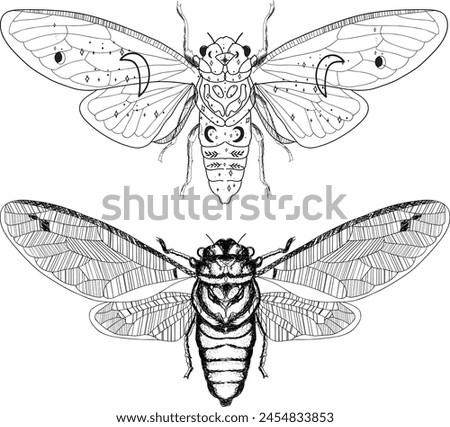 Aesthetic Cottagecore cicada insect line Art Illustration