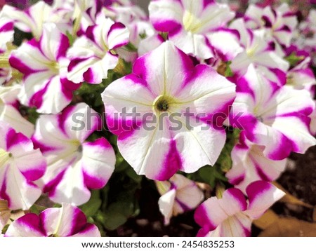 Garden petunia: a species of Petunias, its botanical name is Petunia atkinsiana.