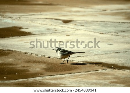 White Wagtail Eastern subspecies is wintering in Iran