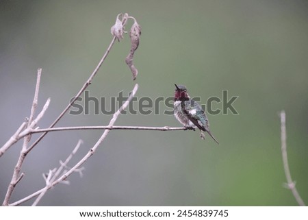 The amethyst woodstar (Calliphlox amethystina) is a species of hummingbird in tribe Mellisugini of subfamily Trochilinae, the "bee hummingbirds". This photo was taken in Colombia.
