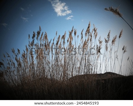 sunset in the meadow with reed grass 