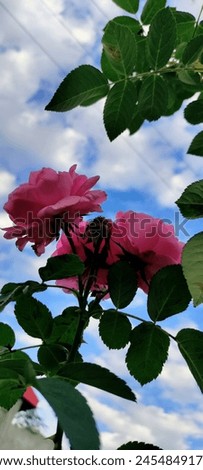 A beautiful picture of rosa damascena also known as damask rose with a blue sky in the background captured in Lower Dir, Pakistan on 6 oct 2023.