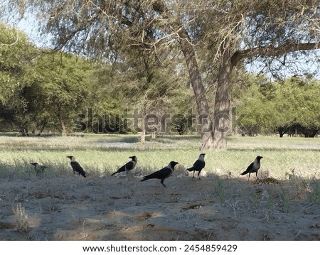 A beautiful picture of crows sitting on grass looking for food. On the background you may find trees, where there is water under the trees. So beautiful pic.