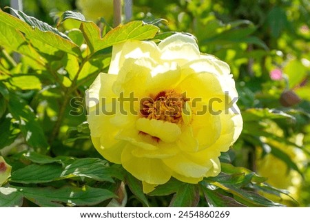 Peony flowers in the garden with blue sky background