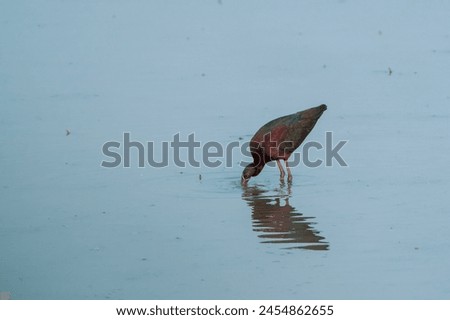 beautiful photograph of cute little glossy ibis heron reflection silhouette turquoise blue water background fertile lands isolated calm lonely bird sanctuary habitat tropical india migratory avian
