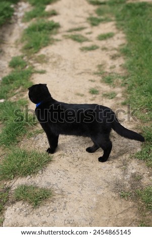 A black cat with a blue collar is standing on a dirt path. The cat is looking to the right