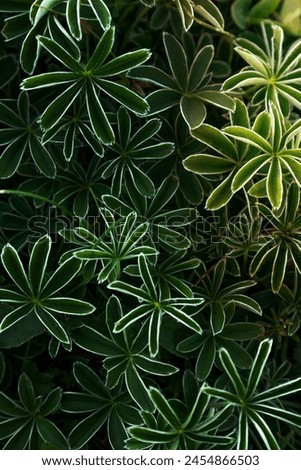 green plants Alchemilla alpina in fullscreen Royalty-Free Stock Photo #2454866503