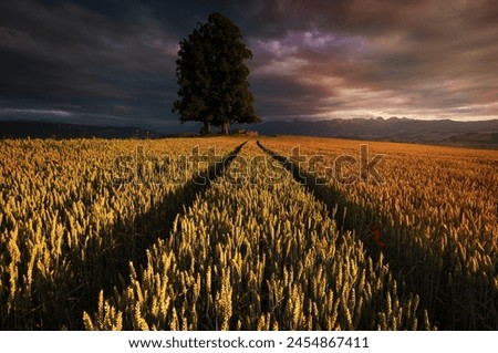 A wheat field with tractor tracks.A big tree in the background