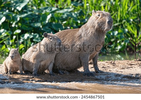 An adult capybara with its young ones standing on the banks of Cuiabá River in the Pantanal in Brazil.