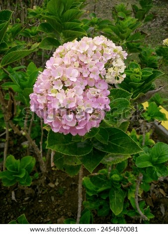 Hortensia or Hydrangea, pink color means love and sincere emotions