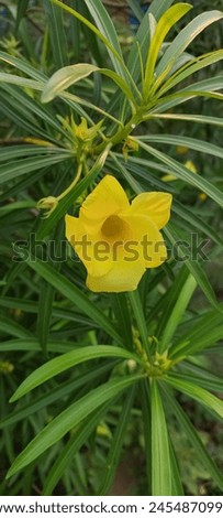 Cascabela thevetia, also known as yellow oleander, is a poisonous shrub or small tree. Its bright yellow flowers are used for religious purposes and cultivated widely as an ornamental.  Royalty-Free Stock Photo #2454870997
