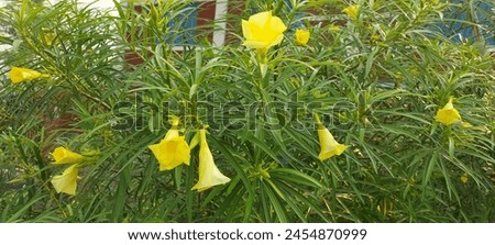Cascabela thevetia, also known as yellow oleander, is a poisonous shrub or small tree. Its bright yellow flowers are used for religious purposes and cultivated widely as an ornamental.  Royalty-Free Stock Photo #2454870999