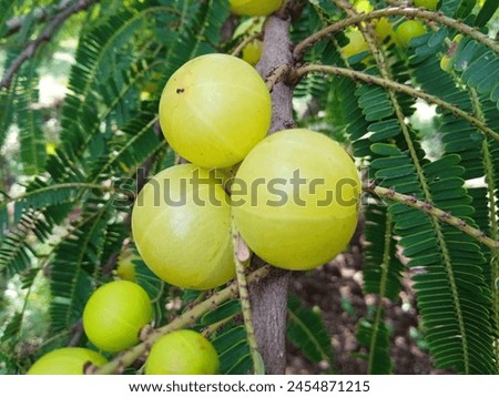 Phyllanthus emblica tree with fruits. Selective focus 