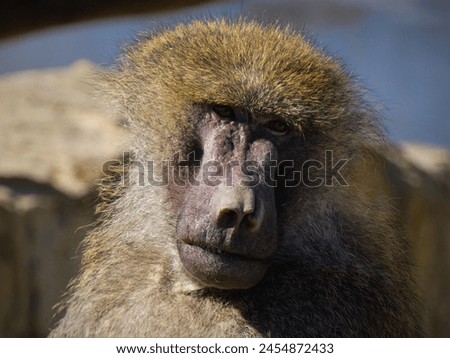 Yellow baboon melancholic monkey ape
