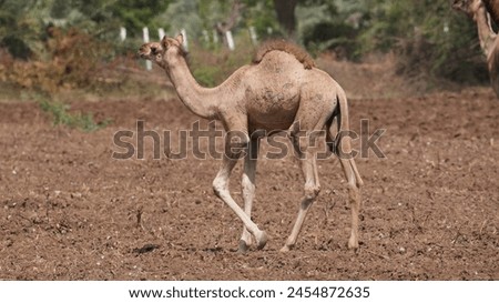 Beautiful picture of Baby Camel .  camel close up picture. Camal photography.