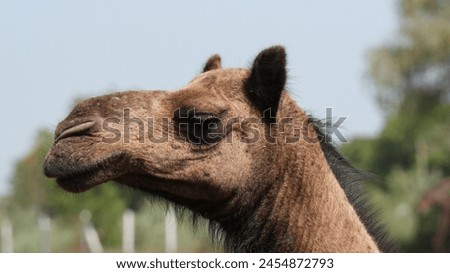 Beautiful picture of Baby Camel .  camel close up picture. Camal photography.