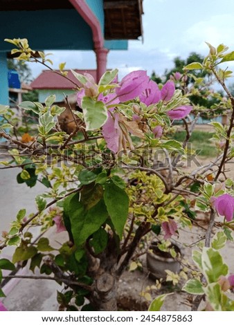 This is a flower Picture of bougainvillea spectabilis, also known as the great bougainvillea, is a species of flowering plant. It is native to Brazil, Bolivia, Peru, and Argentina's Chubut Province.
