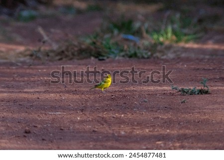 The saffron finch (Sicalis flaveola), also known as the bananaquit, is also known as Canarinho, canary-of-the-garden, Guiranheemguatu (bird with good singing), canary-of-the-tile, canary-of-the-field Royalty-Free Stock Photo #2454877481