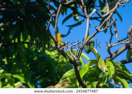 The saffron finch (Sicalis flaveola), also known as the bananaquit, is also known as Canarinho, canary-of-the-garden, Guiranheemguatu (bird with good singing), canary-of-the-tile, canary-of-the-field Royalty-Free Stock Photo #2454877487