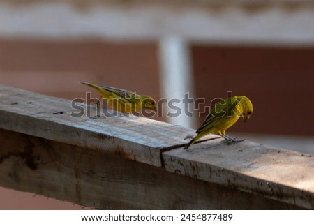 The saffron finch (Sicalis flaveola), also known as the bananaquit, is also known as Canarinho, canary-of-the-garden, Guiranheemguatu (bird with good singing), canary-of-the-tile, canary-of-the-field Royalty-Free Stock Photo #2454877489