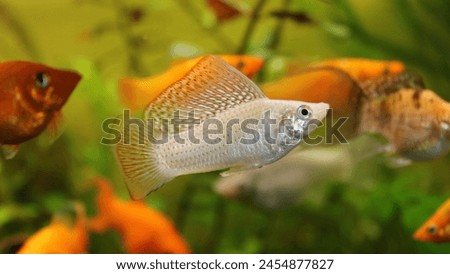 Bautiful Butterflyfish, #goldfish, #fish, #water, #colorful, #sea, #seaanimals, #beautiful, #picture, #fishing, #beach, #picture, #river, #natural, #viral, #image, #wallpaper.