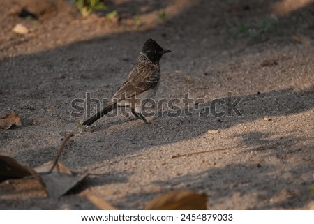 Close up picture of Red-vented bulbul. Photography of Red-vented bulbul. Bird photography.