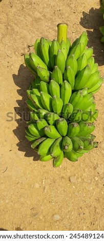 Many indigenous species of popular bananas are cultivated in the hilly areas of Nepal. These are disease resistant and wide range of climate adaptable varieties. Royalty-Free Stock Photo #2454891249