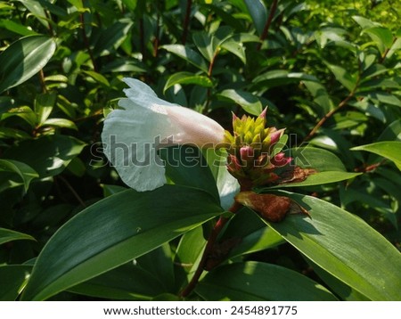 Costus speciosus is a tropical plant species native to Southeast Asia and parts of India.