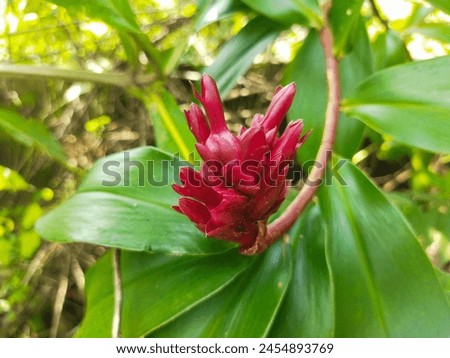 Costus speciosus is a tropical plant species native to Southeast Asia and parts of India.