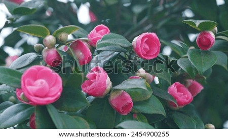 Pink Rose Like Blooms Camellia Flower And Buds. Blooming Pink Camellia. Pink Camellia In Flower. Royalty-Free Stock Photo #2454900255