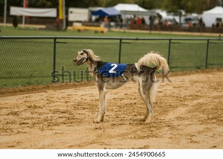 Saluki standing on the Race Track