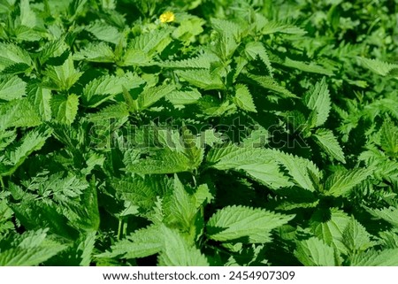 Medicinal plant folk medicine grass nettle spring fresh young leaves close-up macro photography Royalty-Free Stock Photo #2454907309