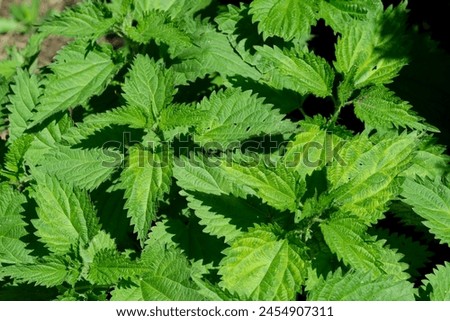 Medicinal plant folk medicine grass nettle spring fresh young leaves close-up macro photography Royalty-Free Stock Photo #2454907311